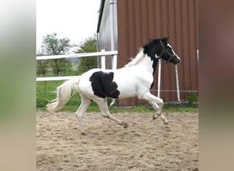 Other Warmbloods, Stallion, 4 years, 16.1 hh, Pinto