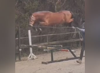 Other Warmbloods, Stallion, 4 years, 16,2 hh, Brown