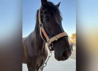 Other Warmbloods, Stallion, 4 years, Black