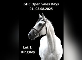 Other Warmbloods, Stallion, 6 years, 16,2 hh, Gray