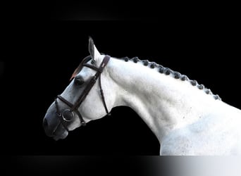 Other Warmbloods, Stallion, 6 years, 16,2 hh, Gray