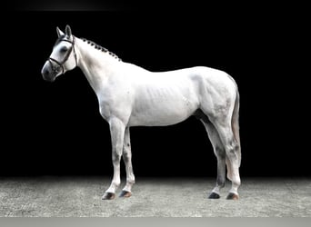 Other Warmbloods, Stallion, 6 years, 16,2 hh, Gray