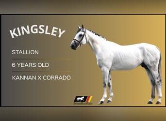 Other Warmbloods, Stallion, 6 years, 16,2 hh, Gray