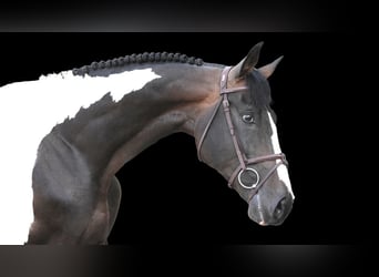 Other Warmbloods, Stallion, 7 years, Pinto