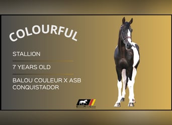 Other Warmbloods, Stallion, 7 years, Pinto