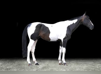 Other Warmbloods, Stallion, 7 years, Pinto