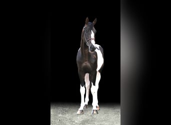 Other Warmbloods, Stallion, 7 years, Pinto