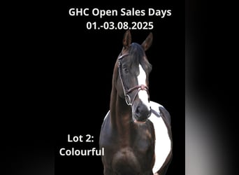 Other Warmbloods, Stallion, 7 years, Pinto