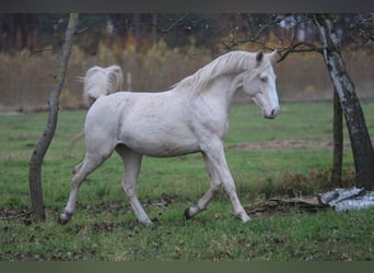Other Warmbloods, Stallion, 6 years, 15,3 hh, Cremello