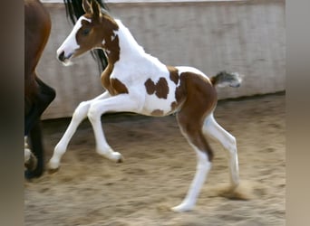 Other Warmbloods, Stallion, , 16.1 hh, Pinto