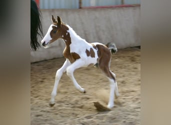 Other Warmbloods, Stallion, , 16.1 hh, Pinto