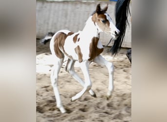 Other Warmbloods, Stallion, , 16.1 hh, Pinto