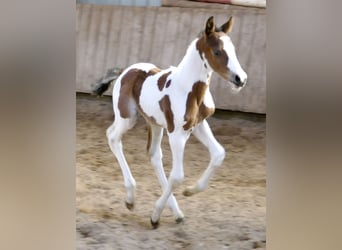 Other Warmbloods, Stallion, , 16.1 hh, Pinto