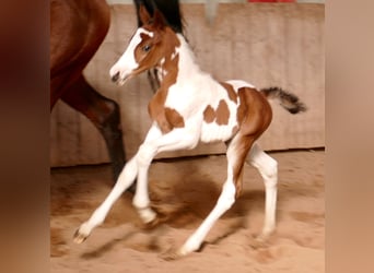 Other Warmbloods, Stallion, , 16.1 hh, Pinto