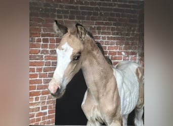 Other Warmbloods, Stallion, Foal (04/2024), 16.1 hh, Pinto