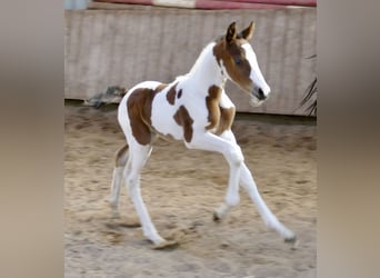 Other Warmbloods, Stallion, , 16.1 hh, Pinto