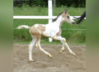 Other Warmbloods, Stallion, Foal (04/2024), 16.1 hh, Pinto
