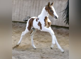 Other Warmbloods, Stallion, , 16.1 hh, Pinto