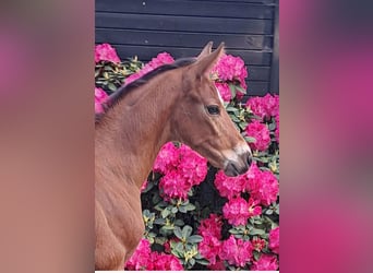 Other Warmbloods, Stallion, Foal (04/2024), 16,2 hh, Brown