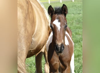 Other Warmbloods, Stallion, Foal (03/2026), 16.2 hh, Pinto