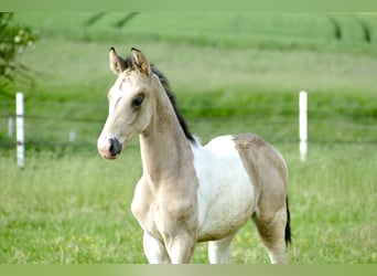 Other Warmbloods, Stallion, Foal (04/2024), 16.2 hh, Pinto