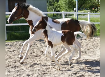Other Warmbloods, Stallion, Foal (04/2024), 16.2 hh, Pinto