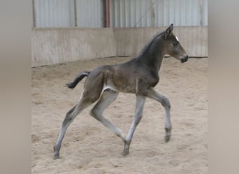 Other Warmbloods, Stallion, Foal (02/2026), 16.2 hh, Smoky-Black