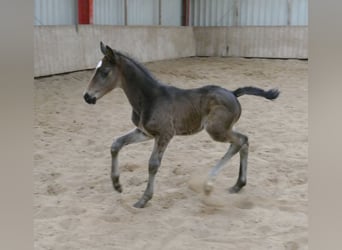 Other Warmbloods, Stallion, Foal (02/2026), 16.2 hh, Smoky-Black