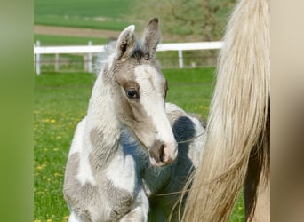 Other Warmbloods, Stallion, , 16,1 hh, Pinto