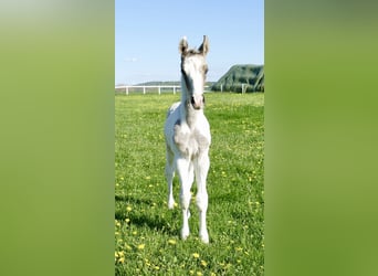 Other Warmbloods, Stallion, , 16,1 hh, Pinto