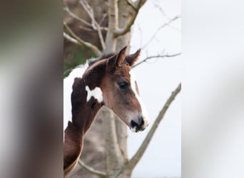 Other Warmbloods, Stallion, , 16,1 hh, Pinto