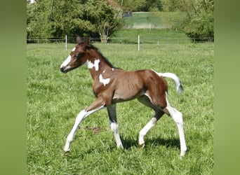 Other Warmbloods, Stallion, , 16,1 hh, Pinto
