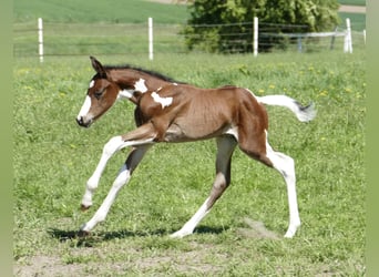 Other Warmbloods, Stallion, , 16,1 hh, Pinto