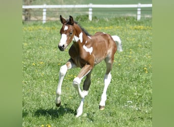 Other Warmbloods, Stallion, , 16,1 hh, Pinto