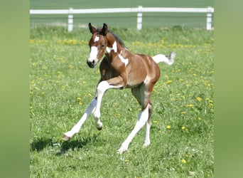 Other Warmbloods, Stallion, , 16,1 hh, Pinto