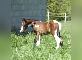 Other Warmbloods, Stallion, , 16,1 hh, Pinto