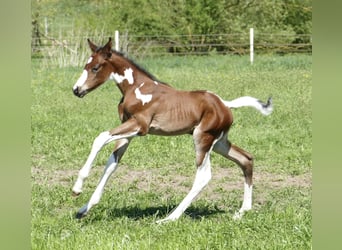Other Warmbloods, Stallion, , 16,1 hh, Pinto