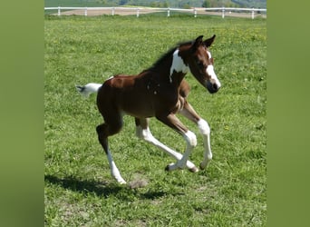 Other Warmbloods, Stallion, , 16,1 hh, Pinto
