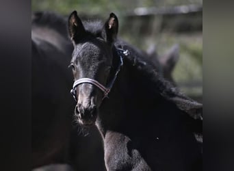 Other Warmbloods, Stallion, Foal (02/2026), 16,2 hh, Black