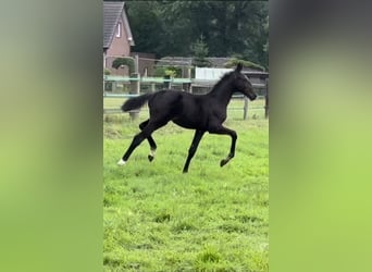 Other Warmbloods, Stallion, Foal (03/2025), 9,2 hh, Black