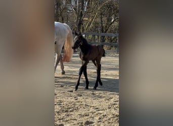 Other Warmbloods, Stallion, Foal (03/2026), Bay-Dark