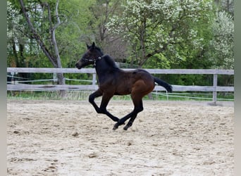 Other Warmbloods, Stallion, Foal (03/2026), Bay-Dark