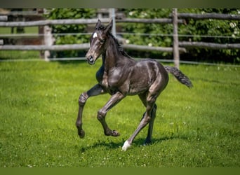 Weitere Warmblüter, Hengst, Fohlen (06/2024), Dunkelbrauner