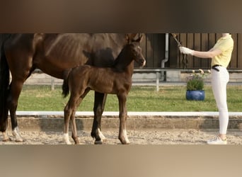 Other Warmbloods, Stallion, Foal (02/2026), Black