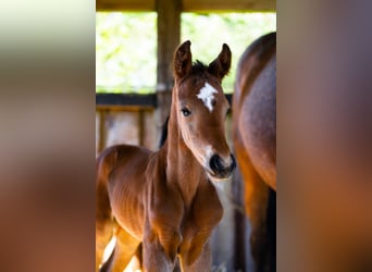 Other Warmbloods, Stallion, Foal (04/2026), Brown