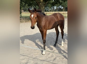 Other Warmbloods, Stallion, Foal (04/2026), Brown