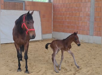 Other Warmbloods, Stallion, Foal (04/2024), Brown