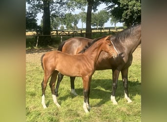 Other Warmbloods, Stallion, Foal (03/2024), Brown