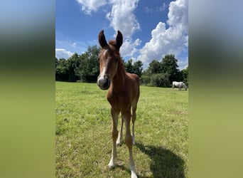 Other Warmbloods, Stallion, Foal (04/2024), Chestnut-Red