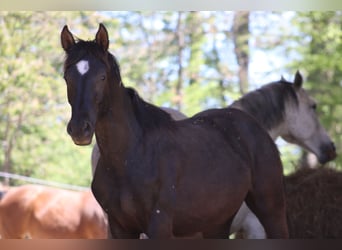 Other Warmbloods Mix, Unknown, 1 year